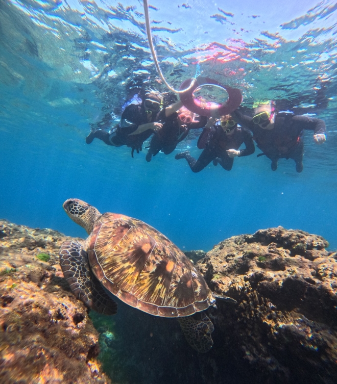 小琉球浮潛海龜共游