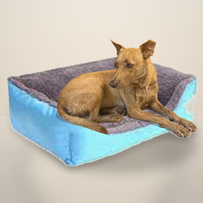 dog_bed_natural_background