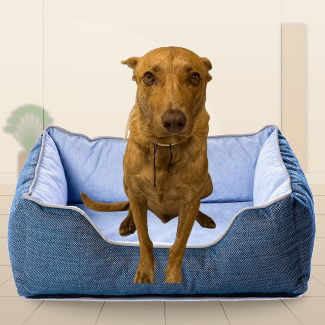 dog_bed_front_cozy_room_background
